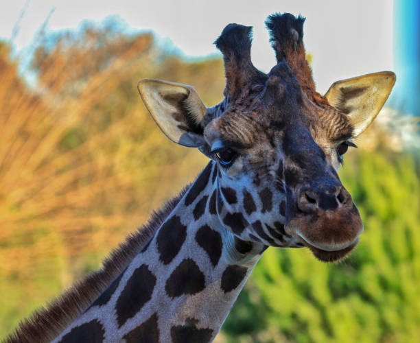 istock Closeup shot of a giraffe head 1441568912