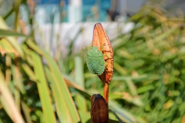 Photo of A closeup photo of European green shield bug  (Palomena prasina) in the grass