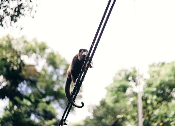 A low angle shot of  cute, black monkey on a rope