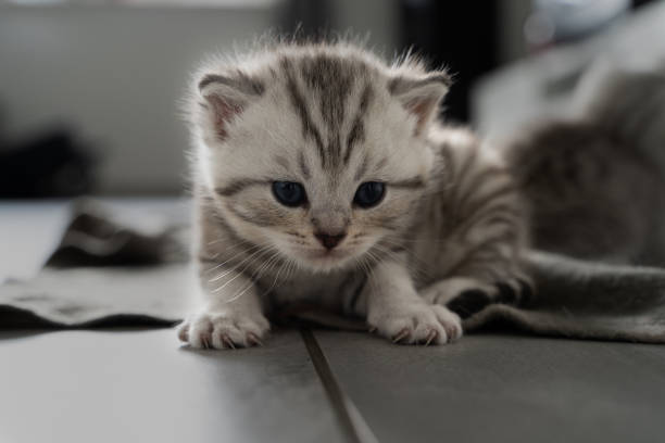 istock little baby kitten indoor 1441569345