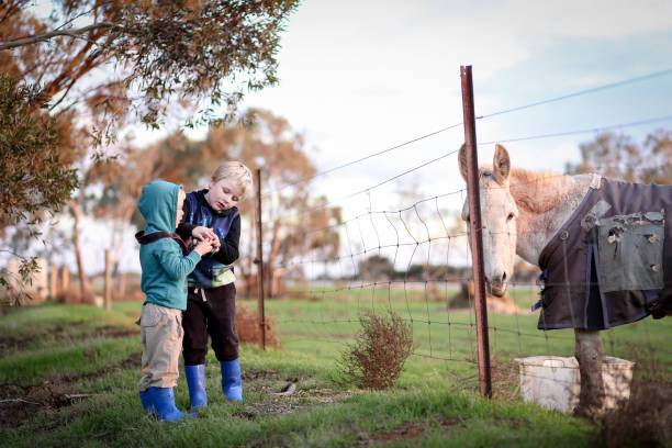 Hawaiian boys play in a pasture in North Kauai, in the Hawaii islands.