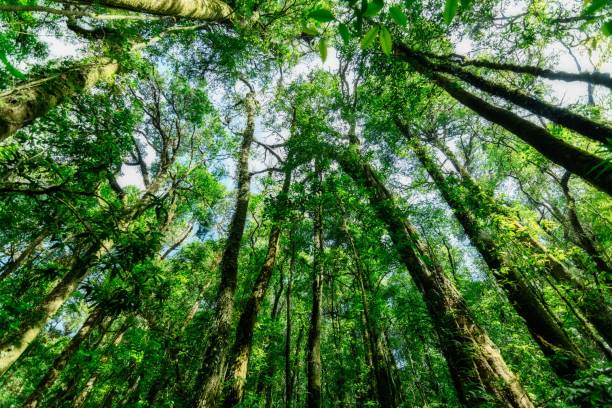 istock Low angle of a dense forest with tall trees leaning towards the sky 1441569557