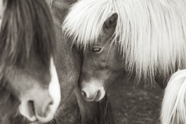 istock Pony cuddles with his friends 1441569579