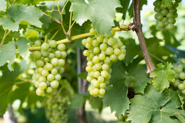 istock Selective focus shot of unripe grapes on tree branch 1441569623