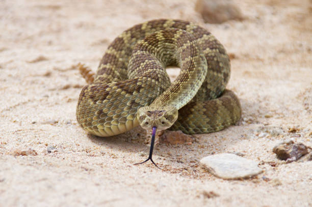 primer plano de una serpiente de cascabel de mojave en una pose defensiva - mojave rattlesnake fotografías e imágenes de stock