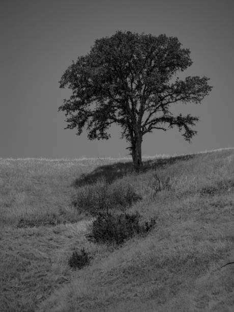 istock Vertical grayscale tree in a field of grass 1441570104