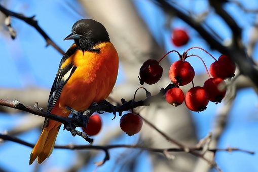 A closeup of a Baltimore oriole perched on a tree branch against the blurred background