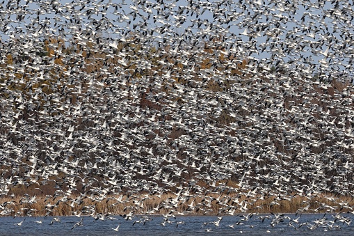 A massive flock of snow geese flying over the lake against the valley