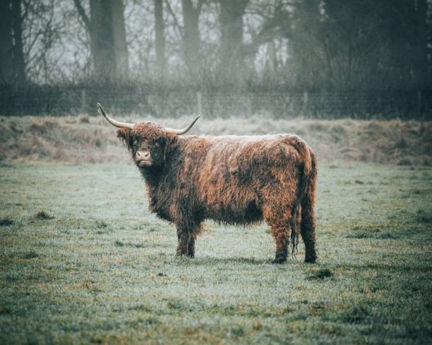 istock Dirty muddy highland cattle in the field. 1441570939