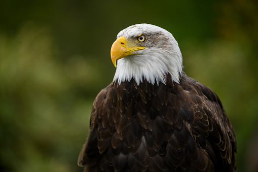 A shallow focus photo of a bald eagle, England