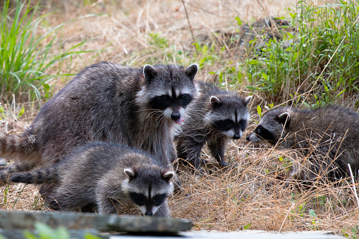 The raccoon mother with babies