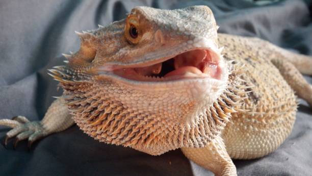 istock Closeup of a Central bearded dragon (Pogona vitticeps) on gray fabric 1441571184