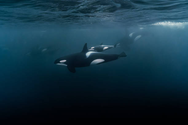 malerische aussicht auf das wunderschöne orca-baby im meer - schwertwal stock-fotos und bilder