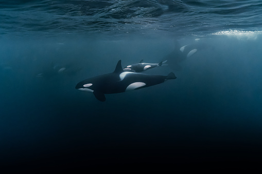 Vista panorámica de la hermosa orca bebé en el océano photo