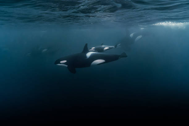 Scenic view of the beautiful baby orca in the ocean A scenic view of the beautiful baby orca in the ocean orca underwater stock pictures, royalty-free photos & images