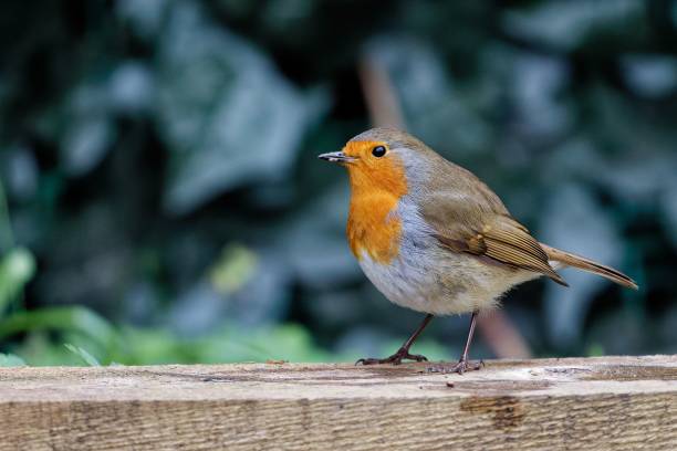 istock European robin bird on a wooden ground. 1441571305