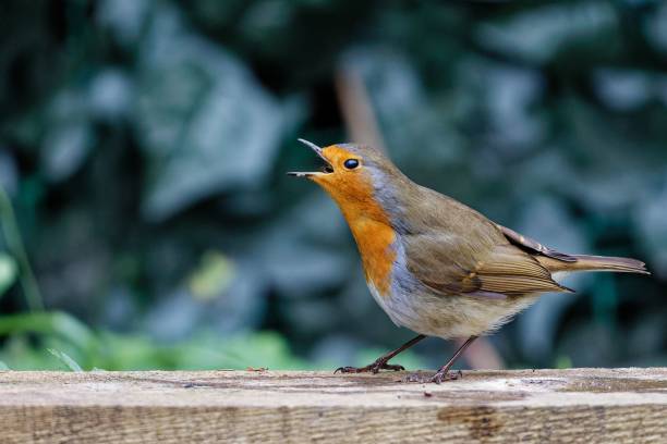 istock European robin bird on a wooden ground. 1441571306