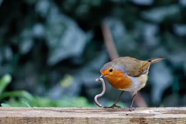 A European robin bird eating a worm on a wooden ground.