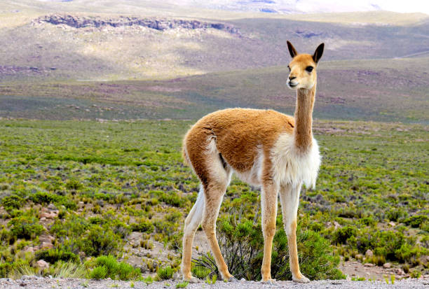 Wild vicuna in the south of Peru Portrait of a wild vicuna in the Arequipa region in the south of Peru brown llama on the field stock pictures, royalty-free photos & images