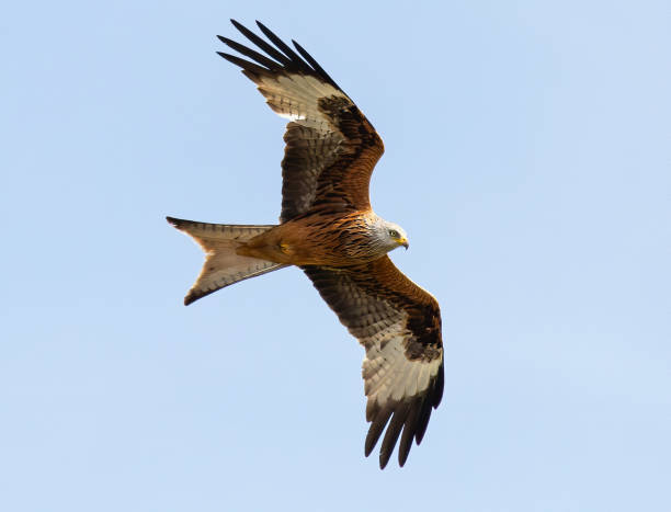 istock Red kite flying in blue sky 1441571367