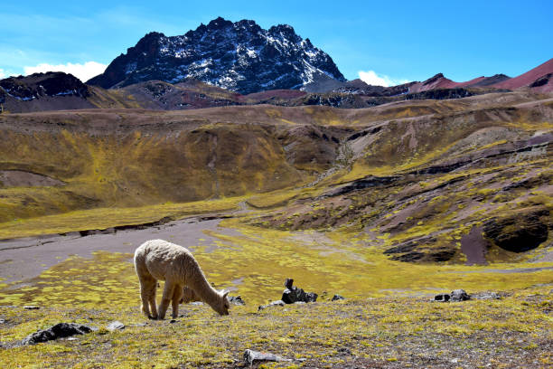 istock View of Alpacas in Peru 1441571393