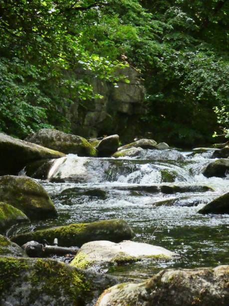 istock Vertical view of a rocky river flowing through a forest 1441571526