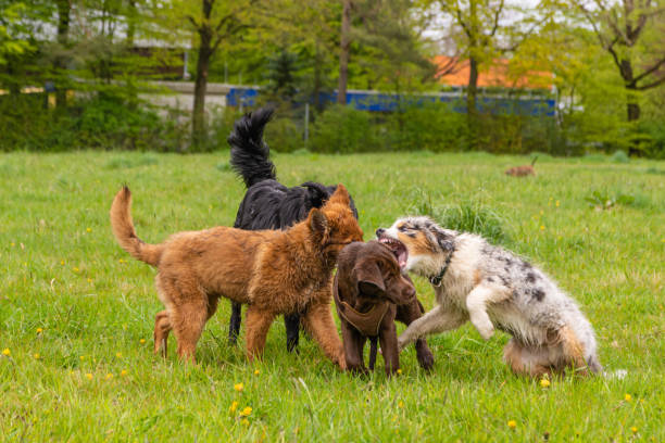 istock Dogs having fun together outdoors 1441571580