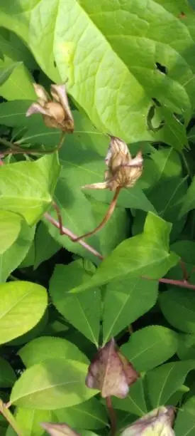 A vertical shot of the cup-and-saucer vine against the green leaves