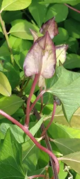 A vertical shot of the cup-and-saucer vine against the green leaves