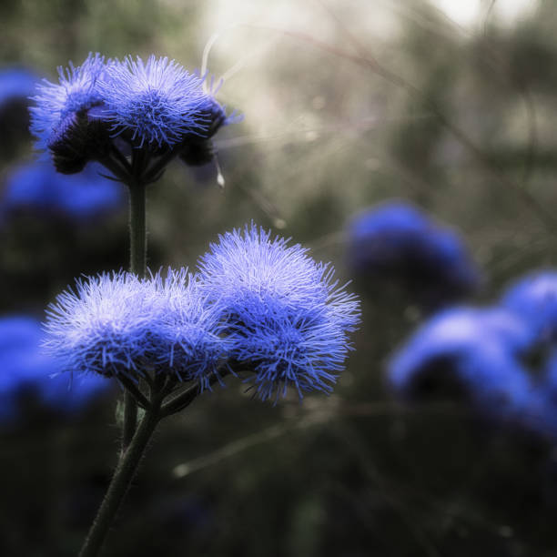 selektywne ogniskowanie fioletowego kwiatu ageratum whiteweed na rozmytym tle - whiteweed zdjęcia i obrazy z banku zdjęć