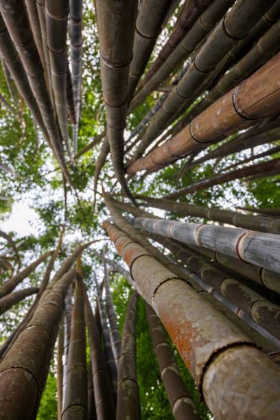 istock Vertical low angle shot of bamboo groves in bamboo forest 1441572036