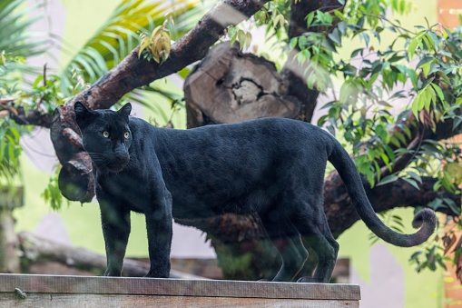 A black Panther standing against a tree