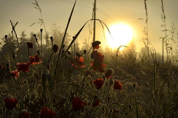 istock A red poppies flower with a sunset in the background 1441572105