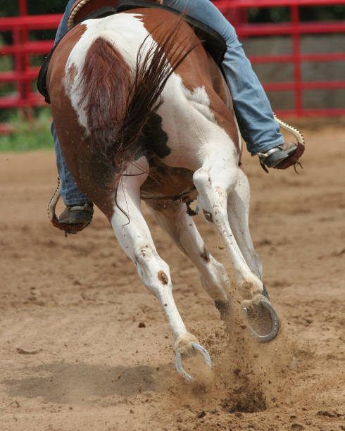 istock Back view of a galloping horse at rodeo 1441572166
