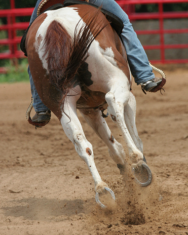 A back view of a galloping horse at rodeo