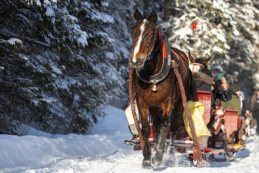 a horse pulling a sled on a sow covered trail