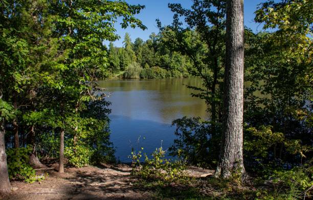 istock Beautiful pond unfolding behind the trees on a sunny day 1441572608