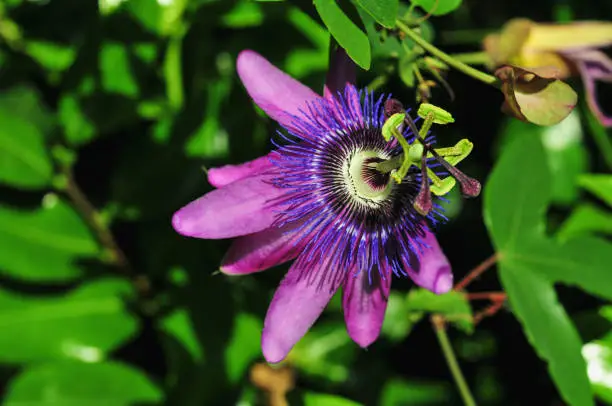 A close-up shot of a Purple passionflower