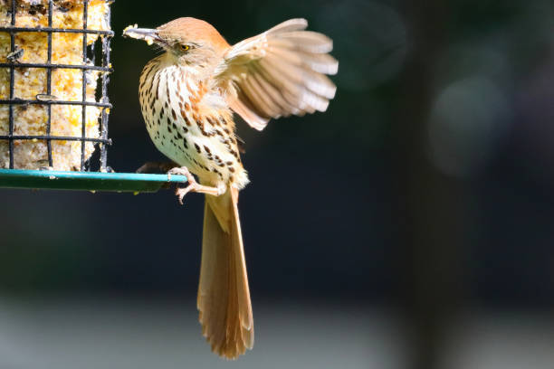 istock Closeup of a brown thrasher eating bread on a blurred background 1441572857