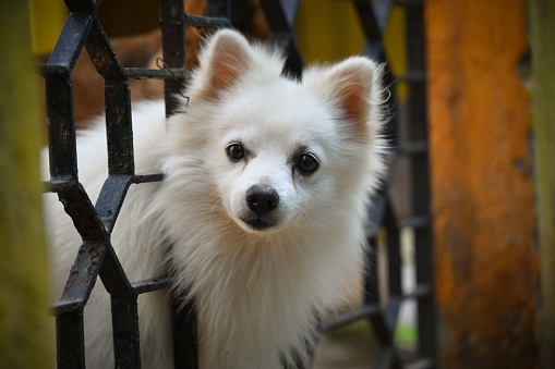 The close-up shot of an Indian Spitz puppy sneaking its head out of the gate
