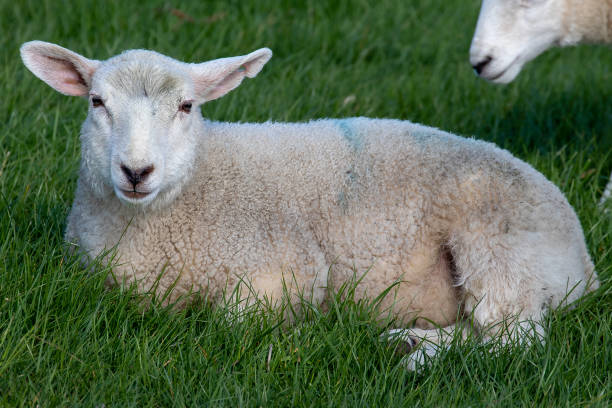 istock Closeup of a cute goat lying on the grass 1441572911