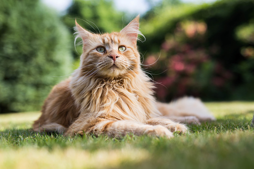 A ginger maine coon cat in a garden