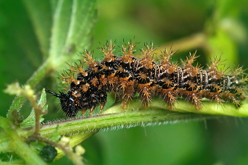 Closeup on the spiky caterpillar of the map butterfly, Araschnia levana , in the vegetation in the garden