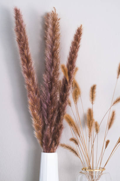 istock Selective of pampas grass in a room 1441573630