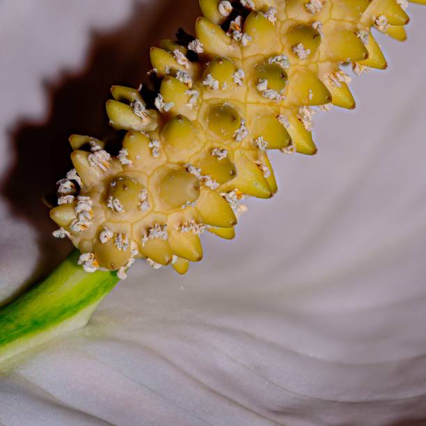 A closeup of a spath flower pollen