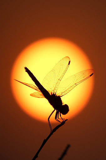 A silhouette of a dragonfly