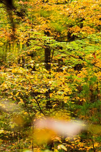 istock Yellow and Gold Trees in the Forest 1441573938