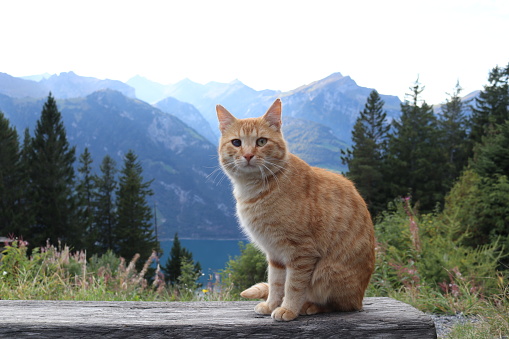 A cat while sitting on a bench infront of a few mountains in the swiss