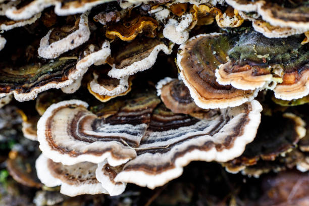 istock Closeup of Trametes versicolor, also known as turkey tail. 1441574114