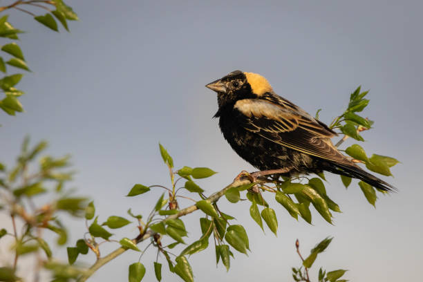 Close-up of a bobolink bird sitting on a branch A close-up of a bobolink bird sitting on a branch bobolink stock pictures, royalty-free photos & images